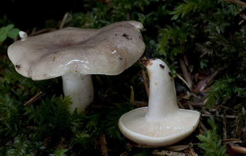 Lactarius albocarneus